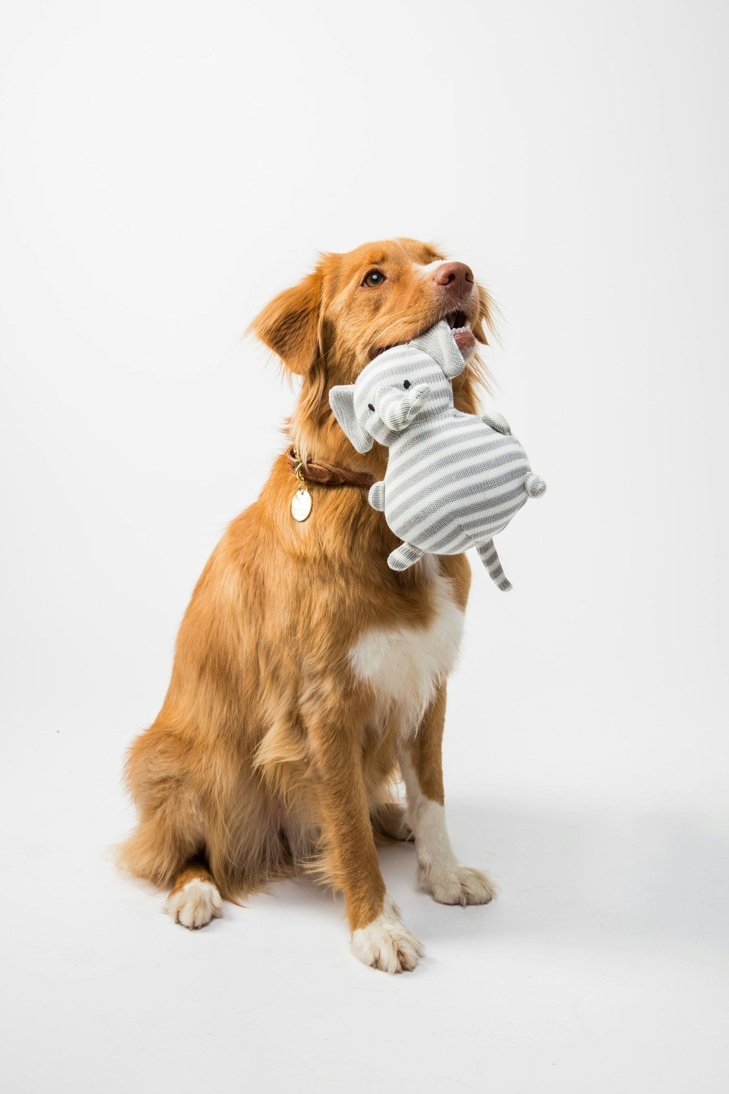 Dog Supplies