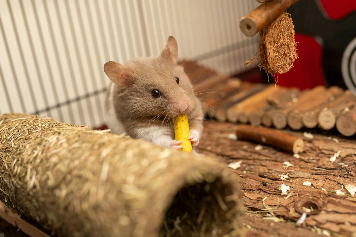 Small Pet Essentials | Habitats, Bedding & Toys