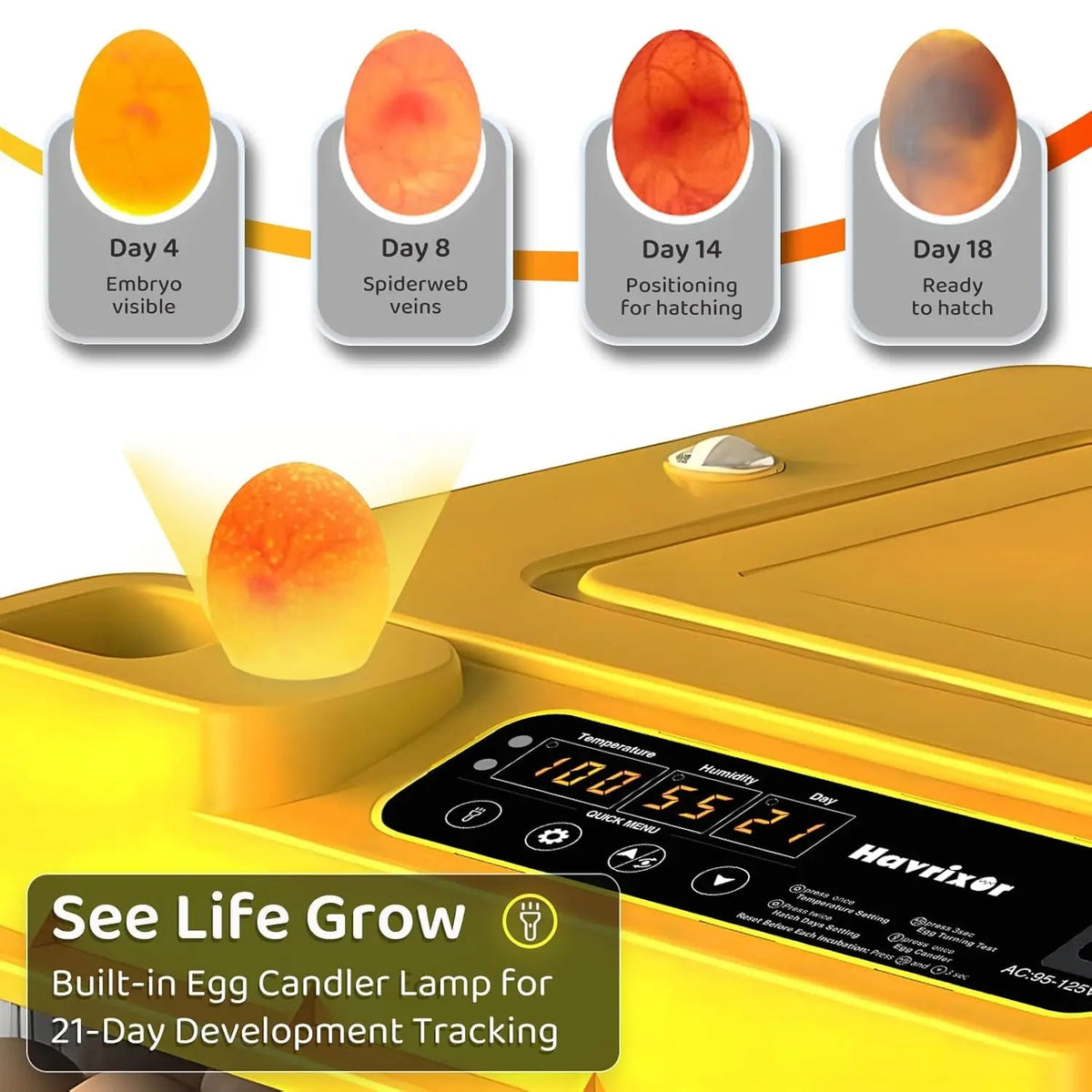 Egg Incubator for Hatching Eggs The Pet & Home Store