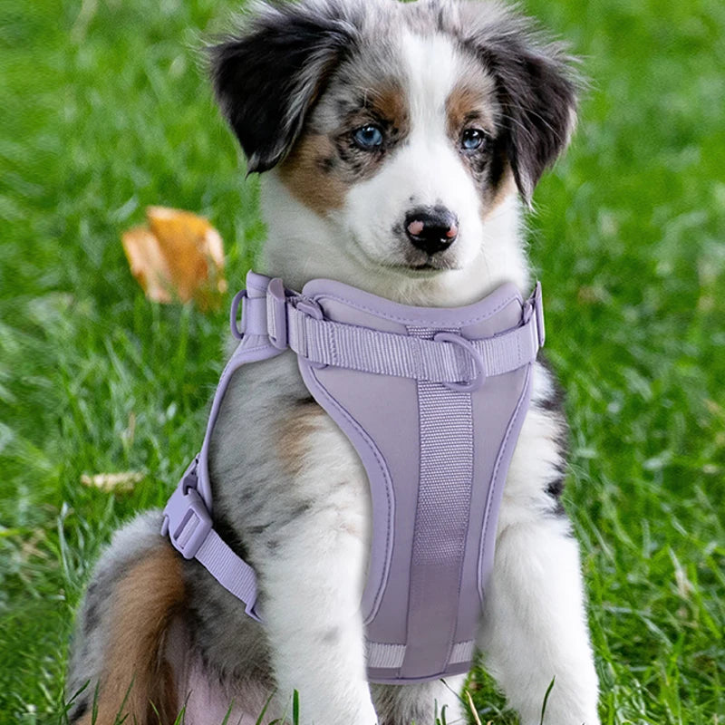 Dog Harness And Leash Set PVC Breathable Adjustable Chest Strap