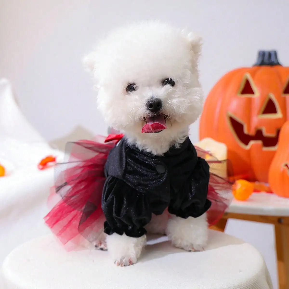 Halloween Bow Skull Pattern Costume For Small Dogs or Cats The Pet & Home Store