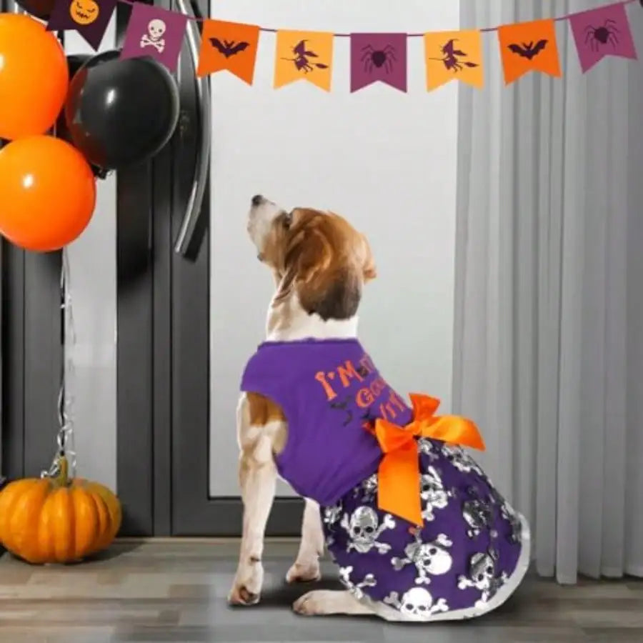 Halloween Skull Dress for Dogs The Pet & Home Store