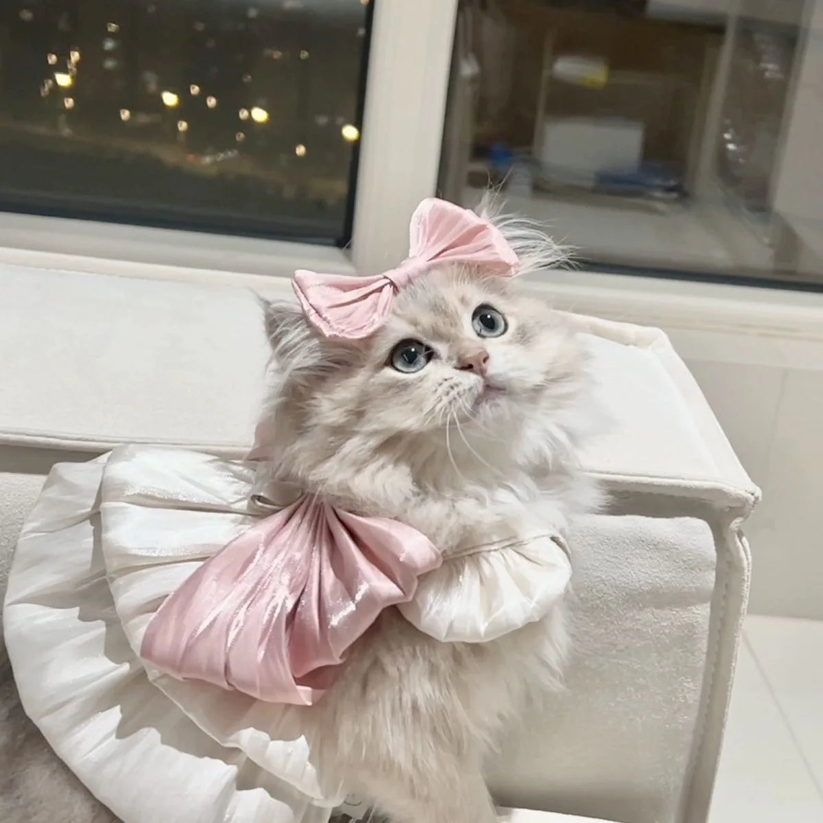 Adorable Cat Dress For Spring Summer Pet Fashion Glimmer Skirt